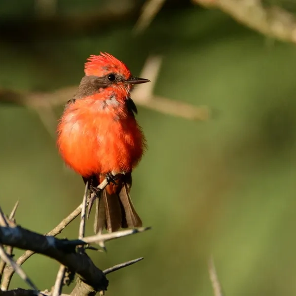 fotos carrusel home comuna de san lorenzo4
